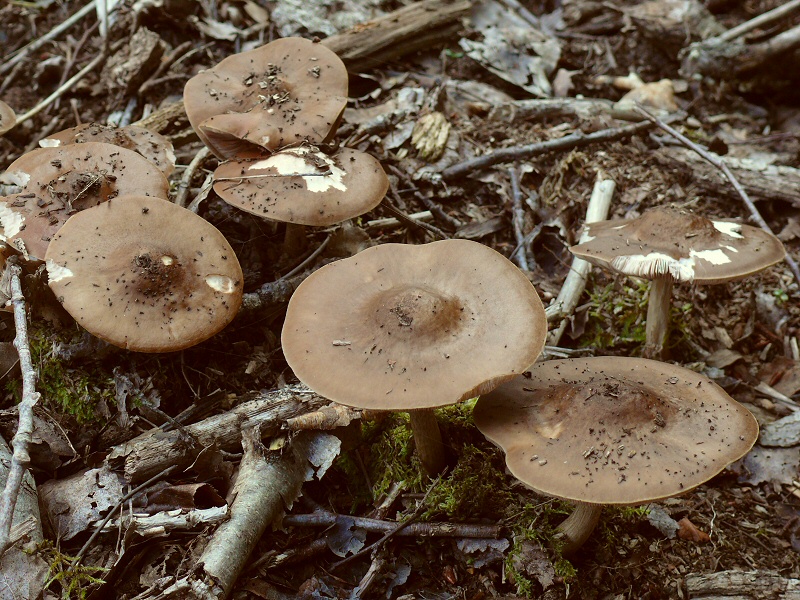 P1130912 PluteusCervinus cc crp